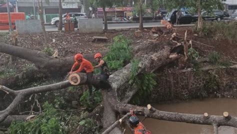 Pohon Tumbang Akibat Hujan Di Jalan Raya Bogor Jakarta Timpa Mobil