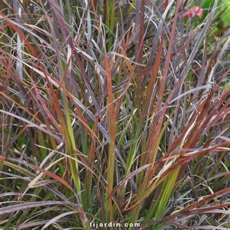 Cenchrus Advena Rubrum Pennisetum Setaceum Ubicaciondepersonas Cdmx