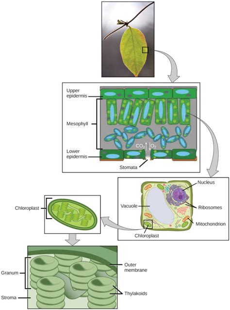 Overview Of Photosynthesis Biology I