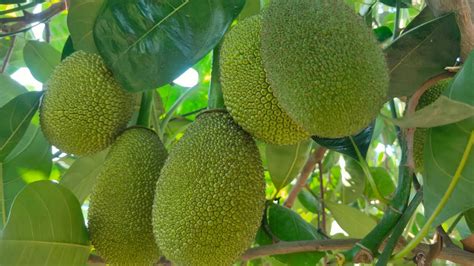 Vietnam Super Early Jackfruit Plant Fruiting Available Youtube