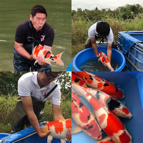 Bkks National 2018 With Shintaro Koi Farm Koi Trips Koi Trips