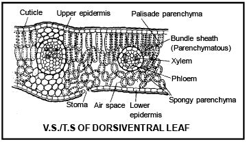 Leaf Anatomy NEET Notes | EduRev