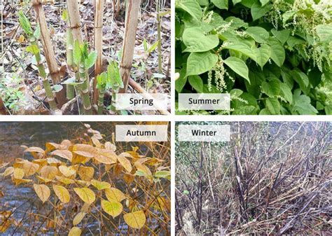 Japanese Knotweed Fallopia Japonica Jks