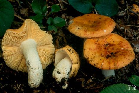 Russulales News Russula Maculata