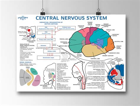 Central Nervous System Anatomy Poster - Etsy Denmark