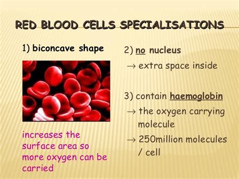 Blood Cells And Their Functions