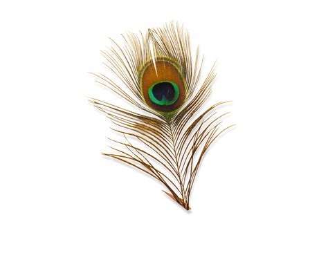 Peacock Feather PNG Transparent Images