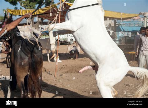 Horse Mating With Help Of Human At The Camel Fair In Pushkar Rajasthan