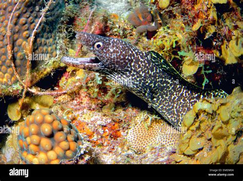 A Beautiful Spotted Moray Eel Living Among The Coral Reefs Of Curacao