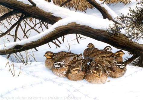 25 best images about Bobwhite Quail on Pinterest | Quails, Quail