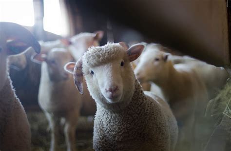 How To Start Sheep Farming In The Netherlands Breeds Business Plan