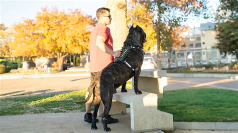 Perro De Presa Canario In Texas SoCalPresa Your Trusted Breeder