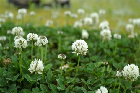 White Clover, a Sweet and Nutritious Edible Weed - Eat The Planet