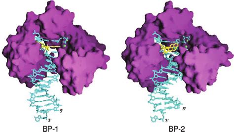 Crystal Structures Of Bp And Bp Dpo Is Represented By A Purple