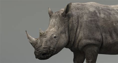 Rhino Animated 3D — Missset