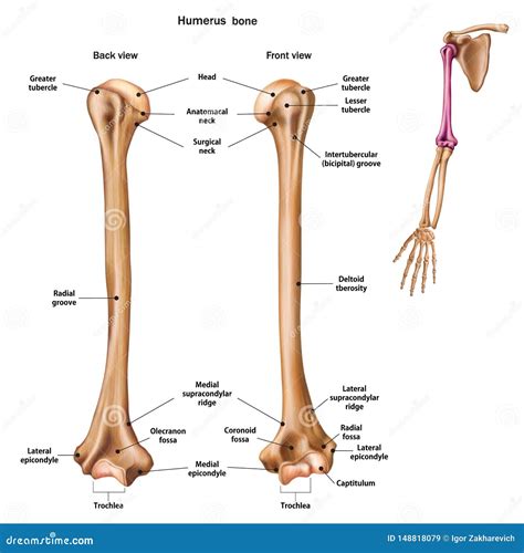 Structure De L os D humérus Avec Le Nom Et La Description De Tous Les