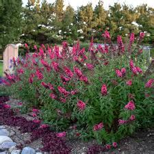 Butterfly Bush Hot Raspberry Dwarf Trees That Please