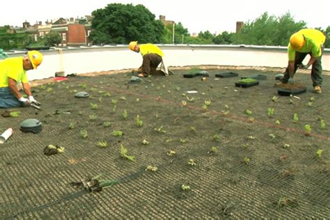 BU’s First Green Roof | BU Today | Boston University