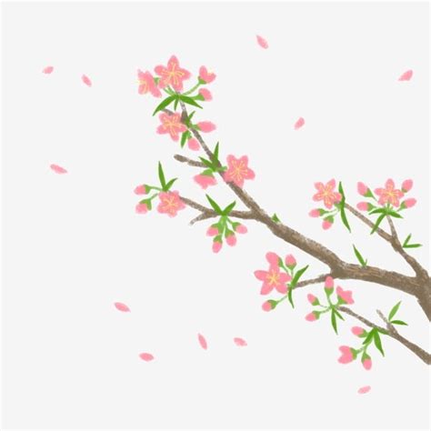 Spring Cherry Blossom Png Transparent Spring Crayon Wind Cherry