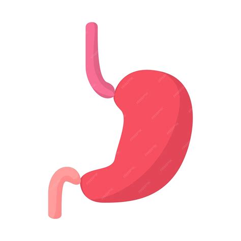 Premium Vector Stomach Cartoon Icon On A White Background