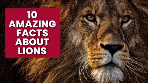 10 Amazing Facts About Lions Youtube