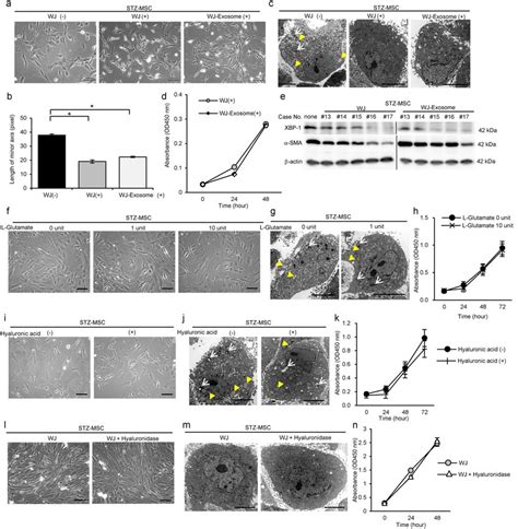 Activating Effects Of Exosomes Isolated From Wjs Wj Exosome