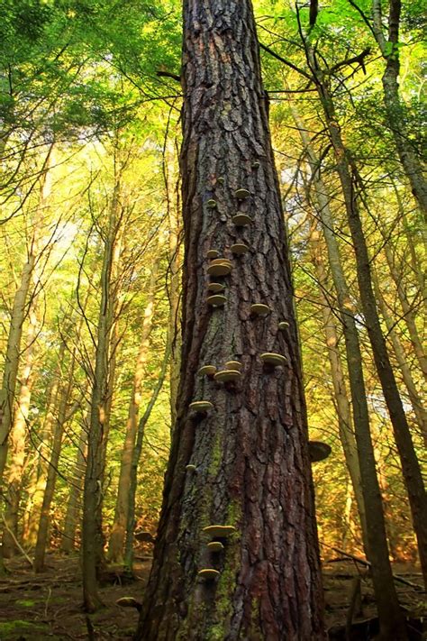 Free Images Tree Wilderness Branch Sunlight Leaf Autumn Season