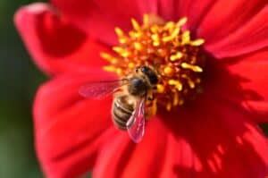 Buckfast Bees: Unveiling Their Unique Characteristics - Beekeeping 101