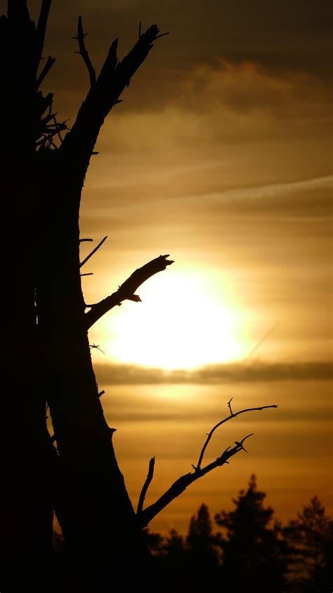 Images Gratuites arbre la nature forêt branche silhouette Soleil