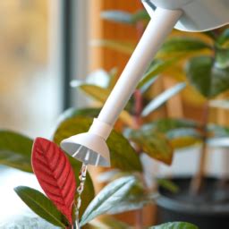 Watering Indoor Plants: A Comprehensive Guide • The Indoor Plants Hub