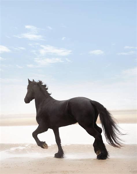 Black Horse On The Beach Horses Horse Photos Black Horses