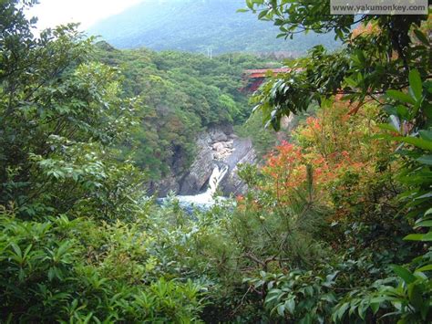 WATERFALLS on YAKUSHIMA - Yakushima: A Visitors Guide