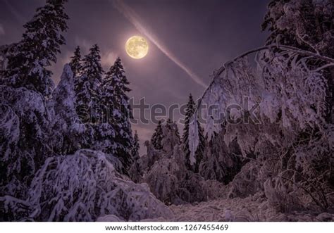 Full Moon Night Forest Stock Photo 1267455469 | Shutterstock