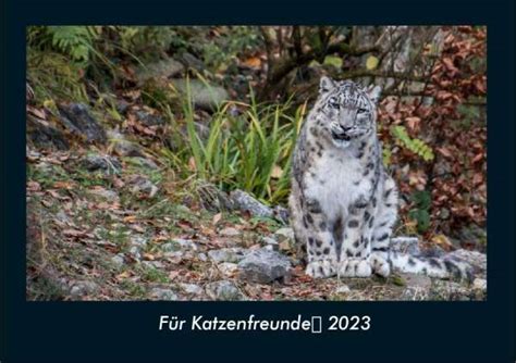 Tobias Becker F R Katzenfreunde Fotokalender Din A Kalender Jpc