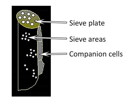 Cell Types Phloem