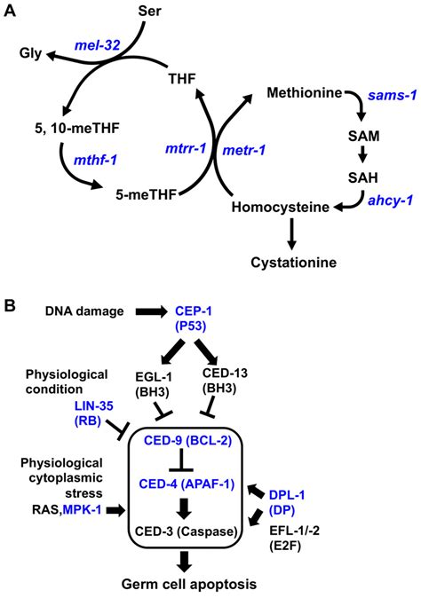 Nutrients Free Full Text Methionine Supplementation Alleviates The