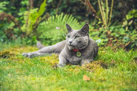 Chartreux Flairassur