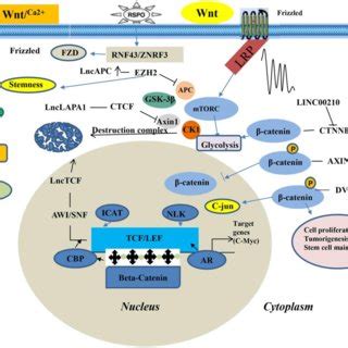 Wnt β catenin signaling pathway of lncRNA in lung cancer Download