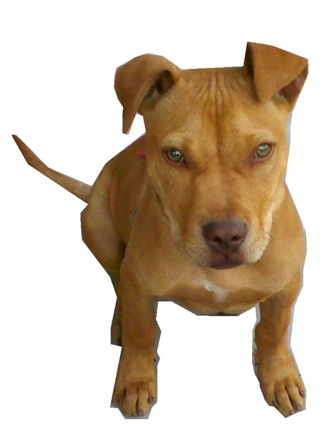 Png Pitbull Transparent Pitbullpng Images Pluspng