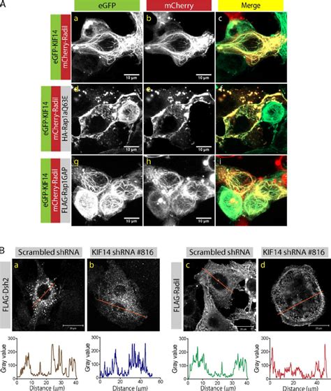 Rap1a Activation Releases Radil And KIF14 From Microtubules A