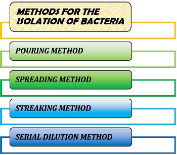 Isolation of Bacteria - Definition & Methods - Biology Reader