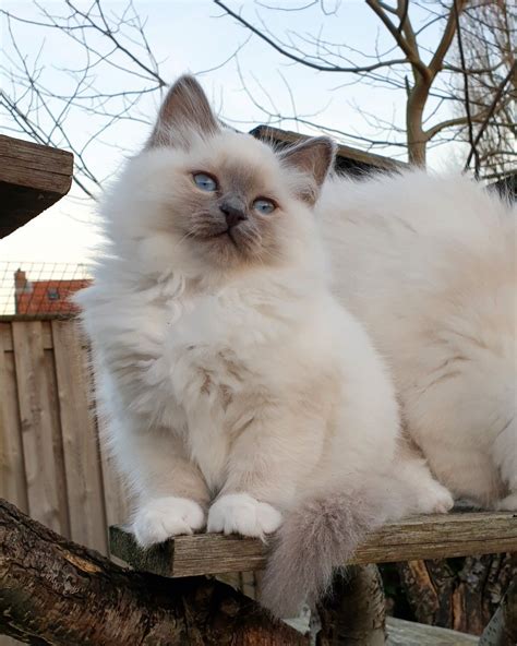 Blue Point Birman Cat | petmycatuss