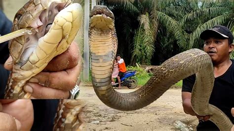 Pembuktian Taring King Cobra Raksasa Sosok Ular Berbisa Di Kebun Sawit