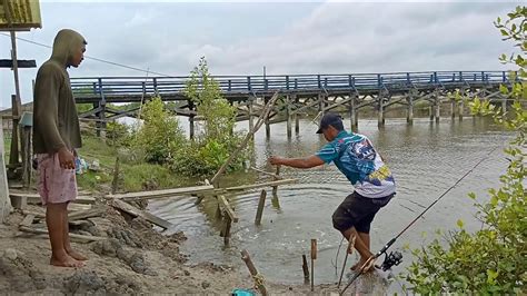 Ternyatadi Bawah Jembatan Ini Di Huni Ikan Mjmangrove Jack