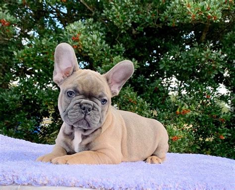 Skye Blue Frenchies French Bulldog Puppies For Sale Born On 08212019