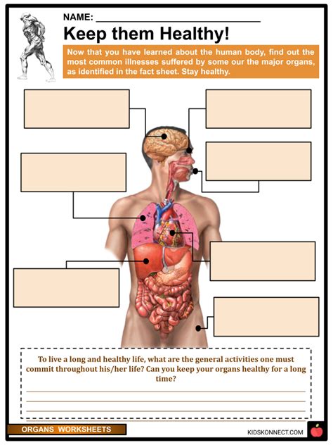 Organs Worksheets Facts Internal External Organs Functions