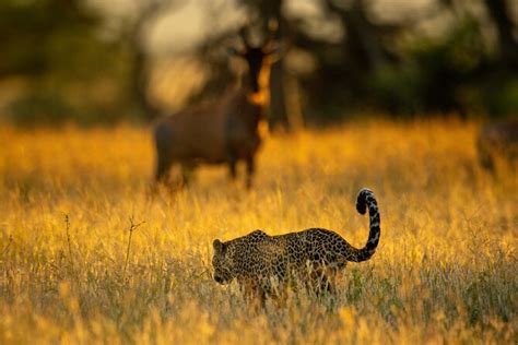 Day Great Migration Photographic Safari