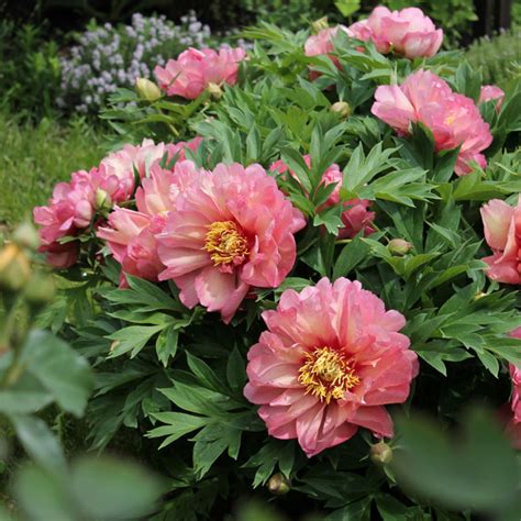 Plant Of The Month Itoh Peony Cording Landscape Design 48 OFF