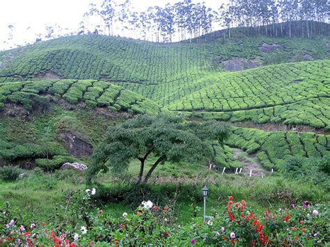 3 Tea Estates In Munnar That Will Delight The Tea Lover In You Blog Going