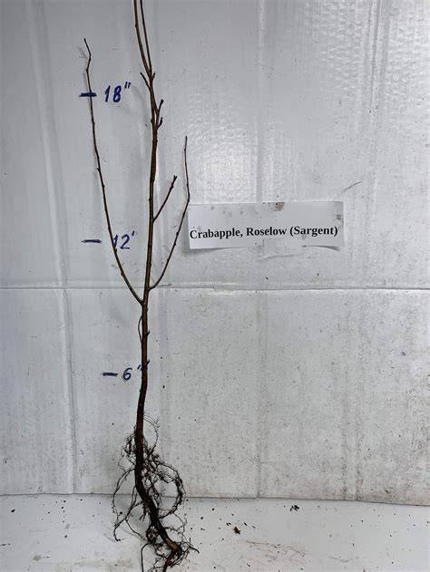 malus sargentii tree 5